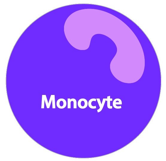 monocytes